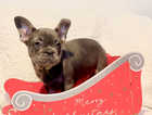 Beautiful frenchies ready now ONLY 1 LEFT