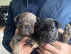 French Bulldog Puppies Ready 19th December £950