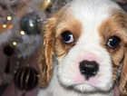 King Charles cavalier puppy (male)