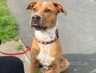 Lovely dog for rehome