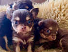 Chocolate longhaired Chihuahua Pups