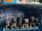 Border Terrier Puppies