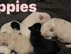 Jackapoo Puppies