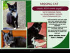 Missing cat
