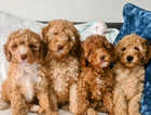 Miniature poodle puppies
