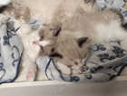 They are very pretty TICA Ragdolls kittens for sales.