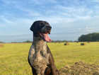 Labrador X Pointer puppy