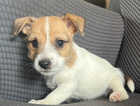 Male Jack Russell puppy