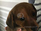 Miniature Dacshound x Jack Russell Terriers