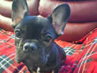 French bulldog puppy for sale