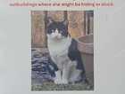 LOST CAT, EXWICK EXETER