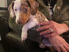 Beautiful Piebald Miniature Dachshund Puppy
