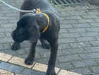 Full pedigree beautiful bear cane corso been flead and wormed