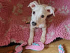Beautiful, confident female lurcher puppy for sale