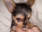 Miniature Chihuahua 8 weeks old boy ready to leave