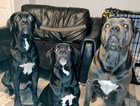 Cane Corso Pure Breed Puppies Champion Bloodline