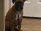 Boxer fawn male