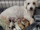 Morkieton puppies (4 boys and 2 girls)