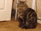 Lost male long haired black and silver cat