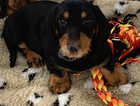 KC REGISTERED WIRE HAIR DACHSHUNDS READY TO GO