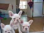3 Frenchbulldog puppies ready to leave