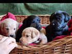 9 kc labrador puppys