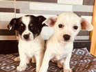 Dachshund x Chihuahua puppies