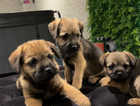 Beautiful kc border terrier pups for sale ready to go bow