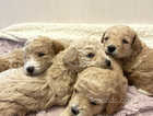 Miniature F1b Cockerpoo puppies