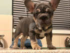 4 month old lilac and tan French bulldog