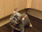 ONLY ONE BOY LEFT! Beautiful French bulldog puppies