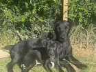 Lively Patterjack Puppies for sale