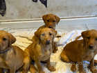 Beautiful KC registered yellow labs ready for forever homes