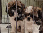 Last 2 lovely girls available shih tzu puppy's