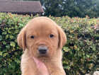 Fox Red Labrador Puppies