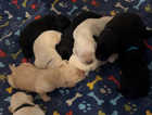 9 gorgeous Labrador retriever puppies