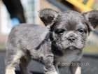 1x full visual fuffy, 2 fluffy carriers - French bulldogs looking for their forever homes