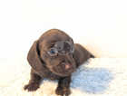 1 remaining Mini Smooth Haired Chocolate Dachshund male puppy.