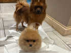 3 stunning Pomeranian  boys