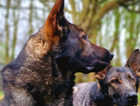 Czech line/ddr german shepherd puppies