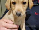 Beautiful pedigree Labrador puppies being raised in the house.
