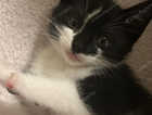 2 kittens looking for their forever home
