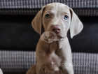 "Only 2 remaining* 5 kc registered Weimaraners