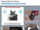 Black and white 12 month old male cat