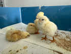 Mixed chicks Buff Orpington, White Leghorn and Norfolk Grey