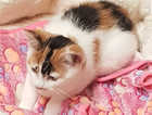 Daisy