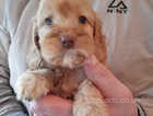 Cockapoo puppies F1'SHOW wee Teddy apricot boy!!!!!!!.