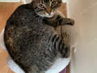 Missing cat - Tockington area