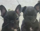 French bulldogs