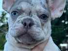 Merle french bulldog puppies